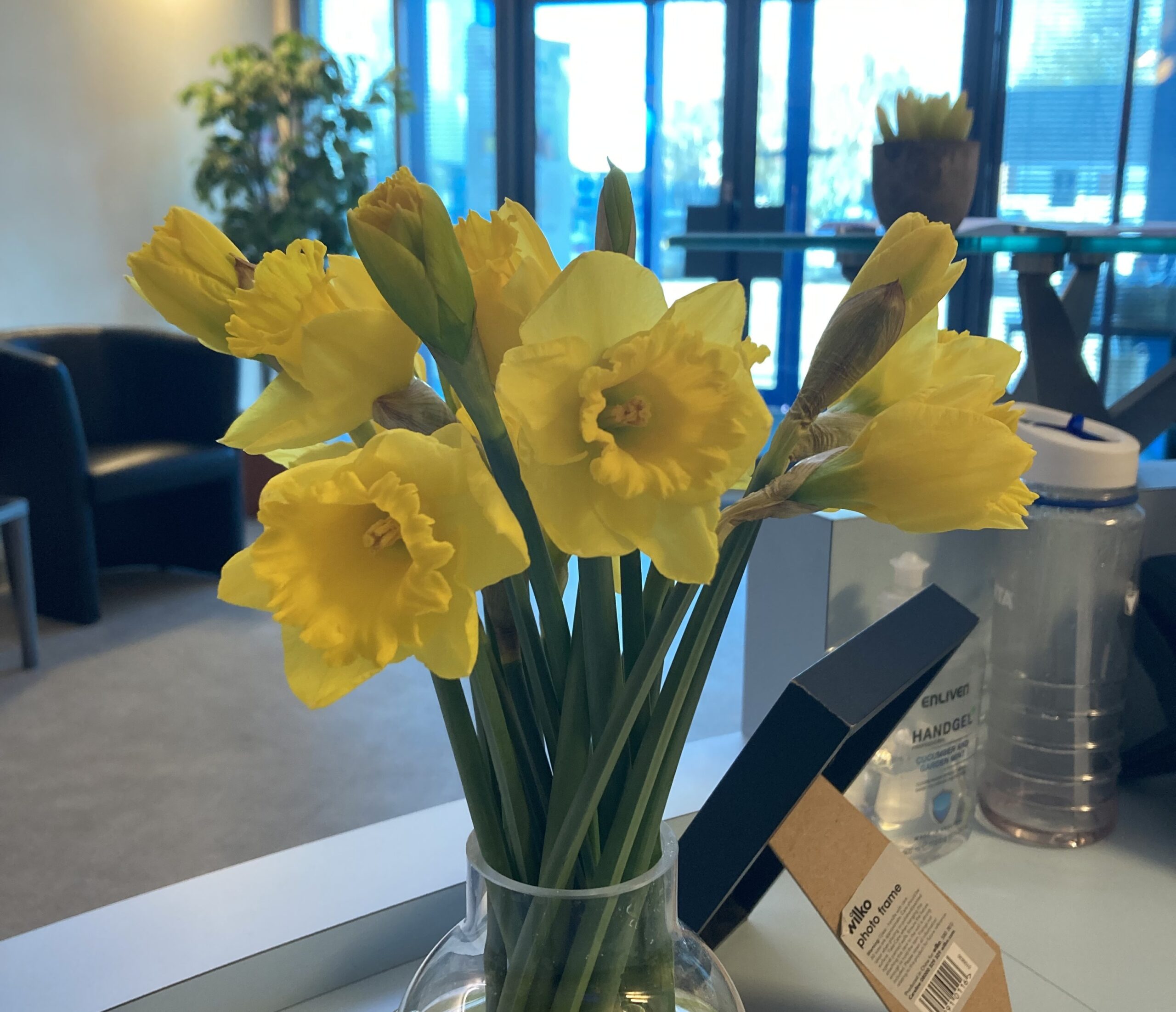 Community-Daffodils-Scaled-scaled-1